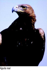 aguila-real