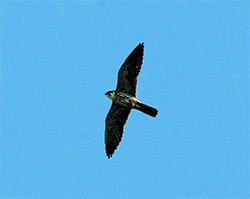 alcotan