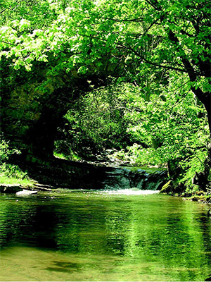 bosques-galeria