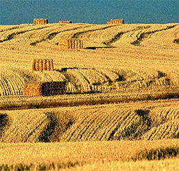 campos-cosechados