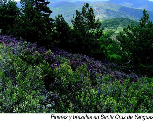 Pinares Yanguas